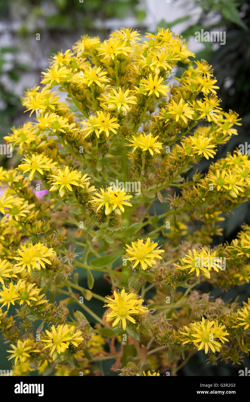 Gelbe Ragweed-Blume Stockfoto