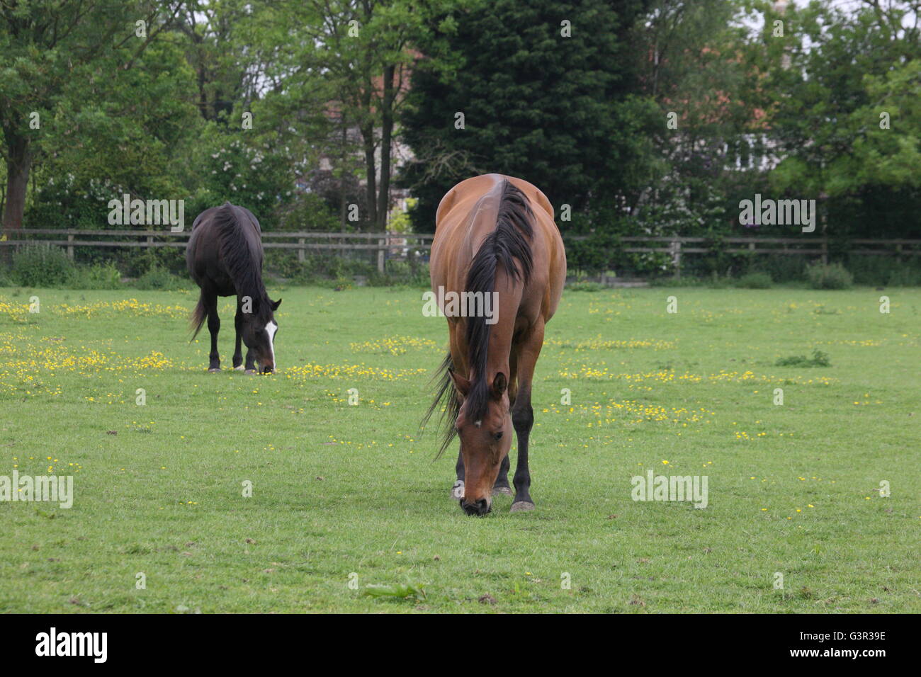 Stuten, Vollblüter, Rasen, Pferdesport, ländlich, weidende Stute, Kastanien und schwarzbraun, im Feld, Kragen ohne Kopf Stockfoto