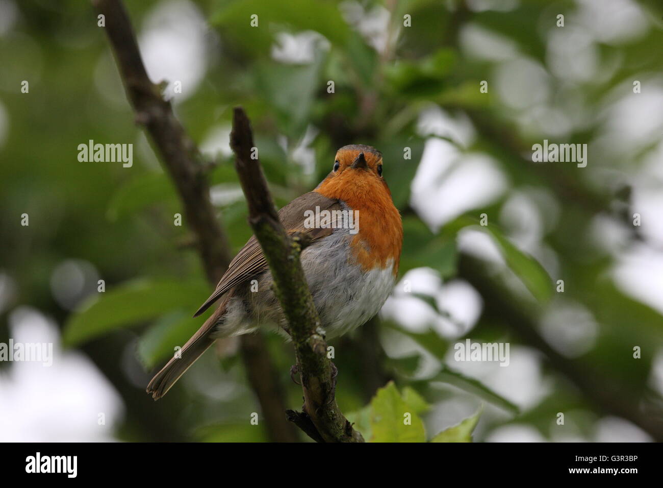 Erithacus Rubecula, Robin, Vogel, Gartenvögel, Wildtiere, sitzen in einem Apfelbaum Stockfoto