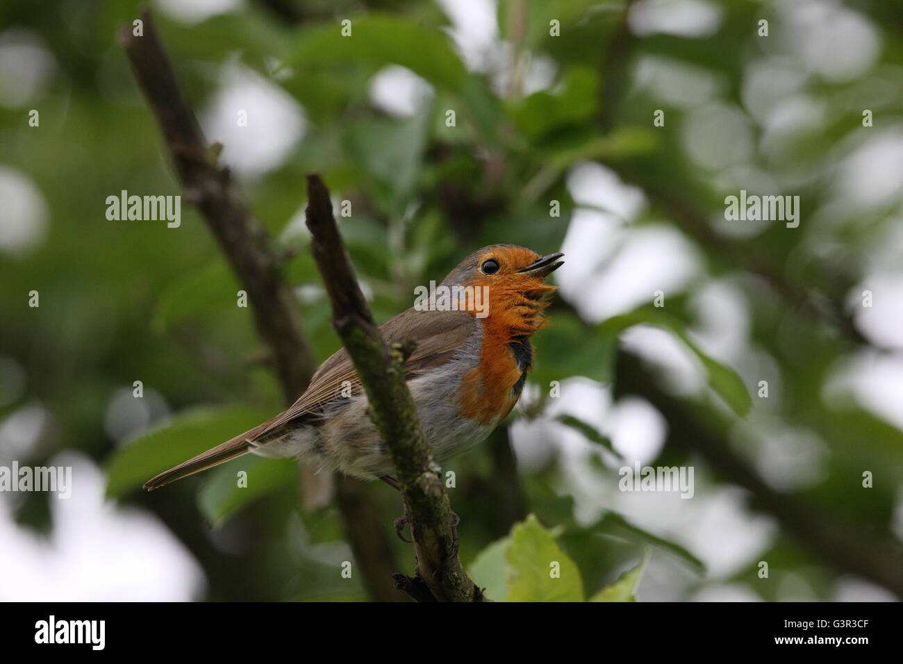 Erithacus Rubecula, Robin, Vogel, Gartenvögel, Wildtiere, sitzen in einem Apfelbaum, singen Stockfoto