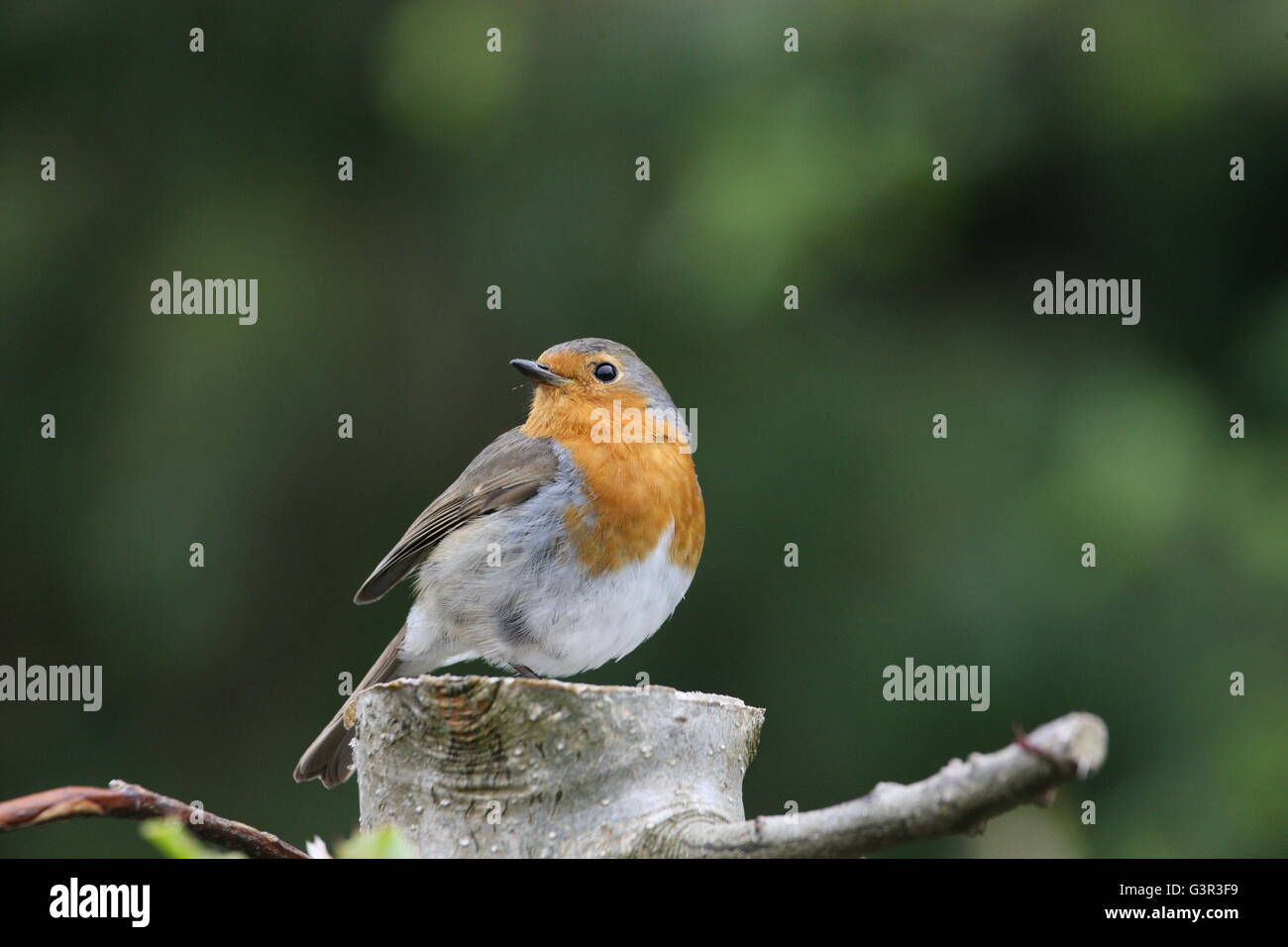 Erithacus Rubecula, Robin sitzen auf ein Protokoll, Vogel, Gartenvögel, Wildtiere Stockfoto