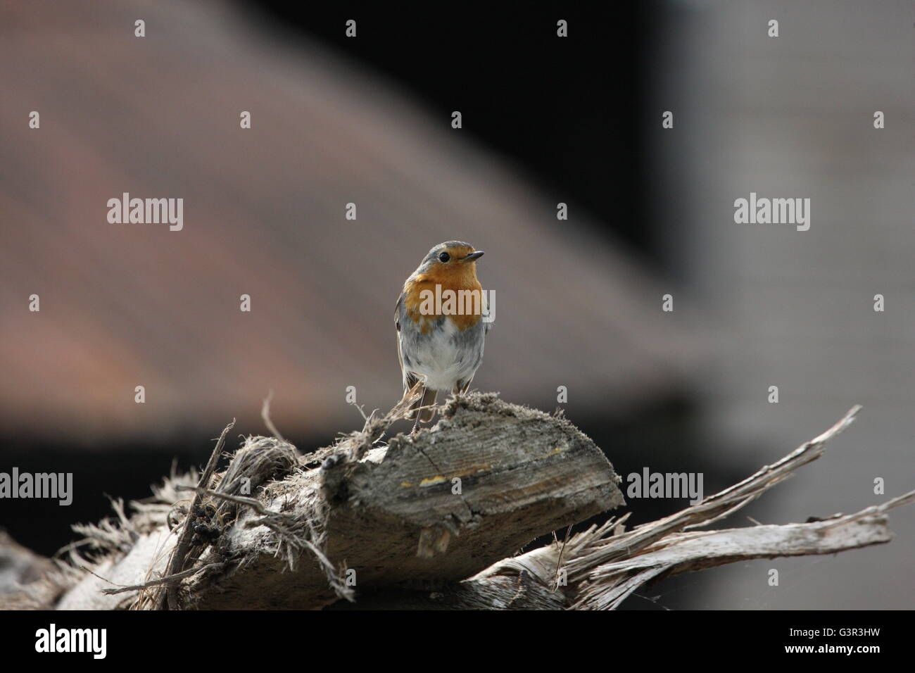Erithacus Rubecula, Robin sitzen auf ein Protokoll, Vogel, Gartenvögel, Wildtiere Stockfoto
