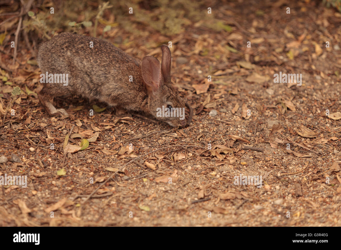 Juvenile Kaninchen, Sylvilagus Bachmani, wilde Bürste Kaninchen auf einem Wanderweg in Irvine, Kalifornien im Frühjahr Stockfoto