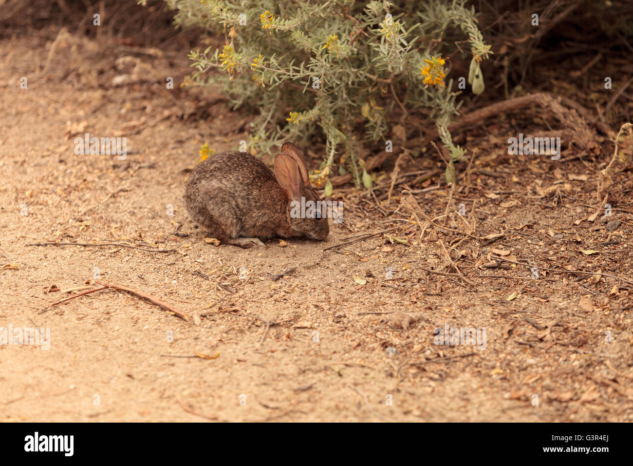 Juvenile Kaninchen, Sylvilagus Bachmani, wilde Bürste Kaninchen auf einem Wanderweg in Irvine, Kalifornien im Frühjahr Stockfoto