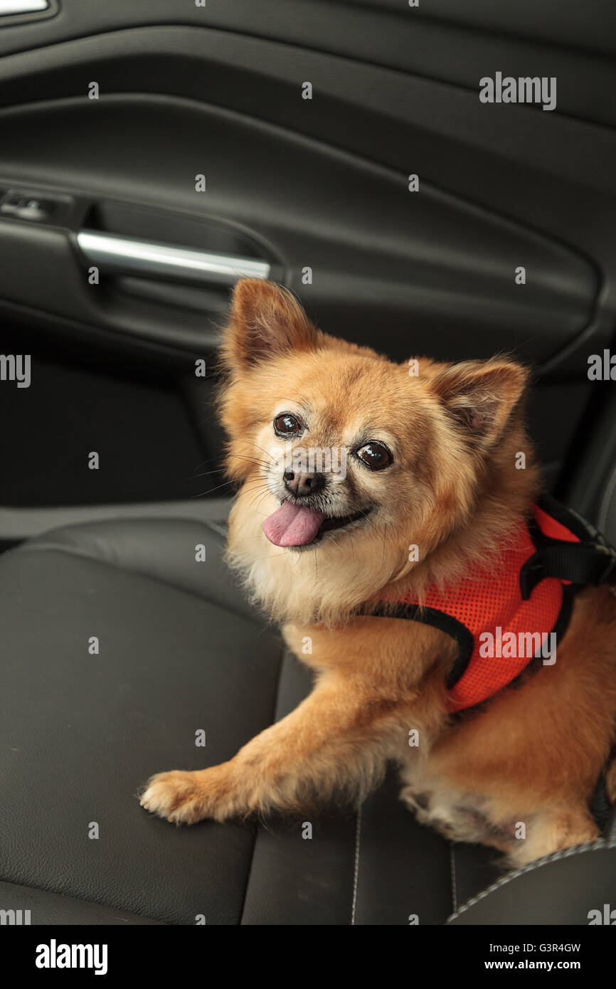 Pommern und Chihuahua-mix Hund gilt für eine Fahrt im Auto. Er ist mit einem Geschirr, das den Sicherheitsgurt für beimisst geschnallt Stockfoto