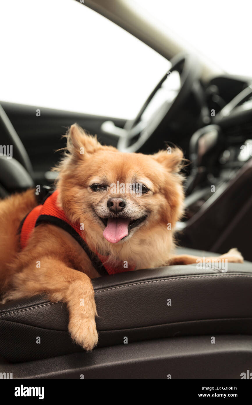 Pommern und Chihuahua-mix Hund gilt für eine Fahrt im Auto. Er ist mit einem Geschirr, das den Sicherheitsgurt für beimisst geschnallt Stockfoto