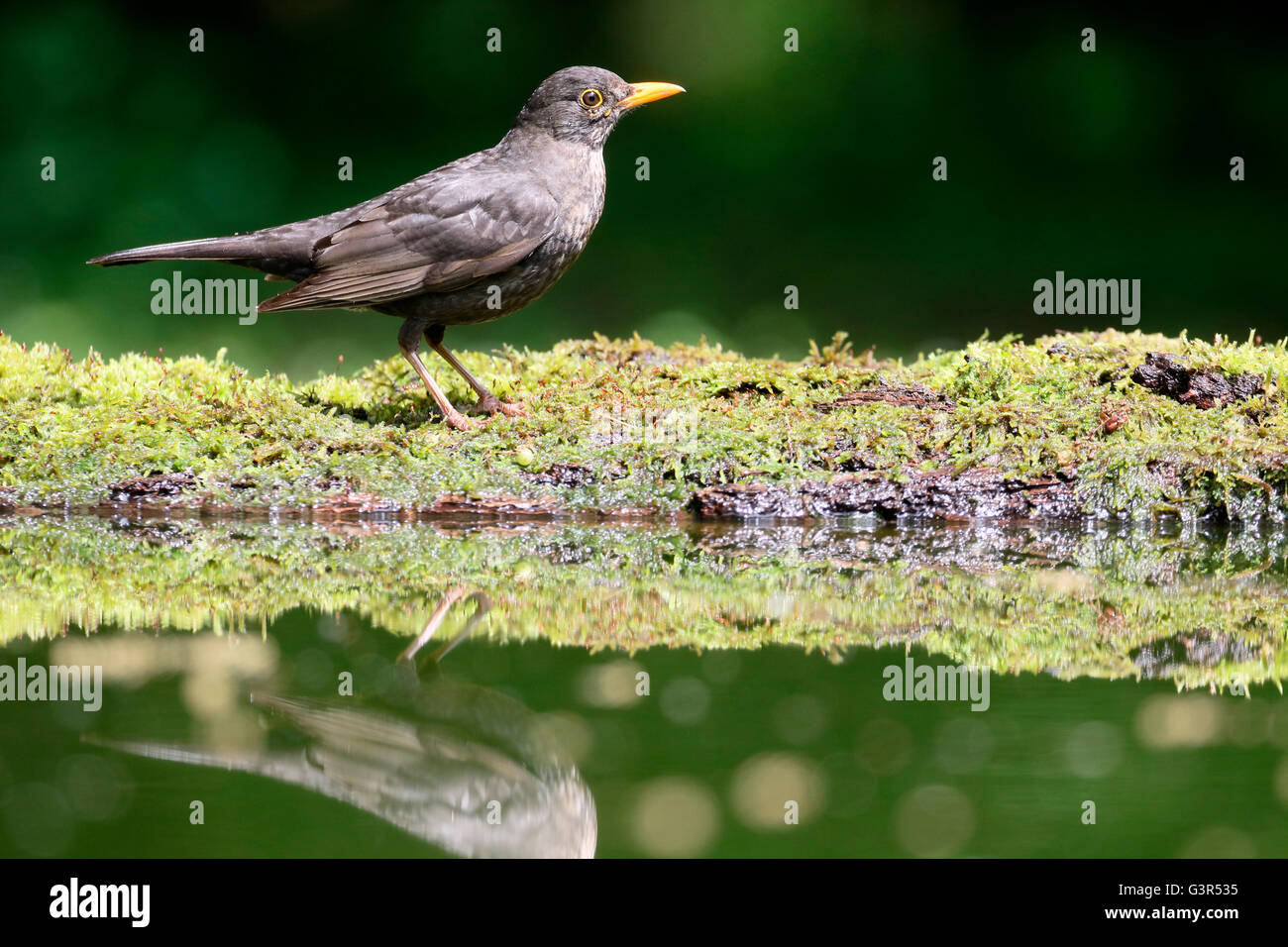 Amsel, Turdus Merula, einzelnes Männchen durch Wasser, Ungarn, Mai 2016 Stockfoto