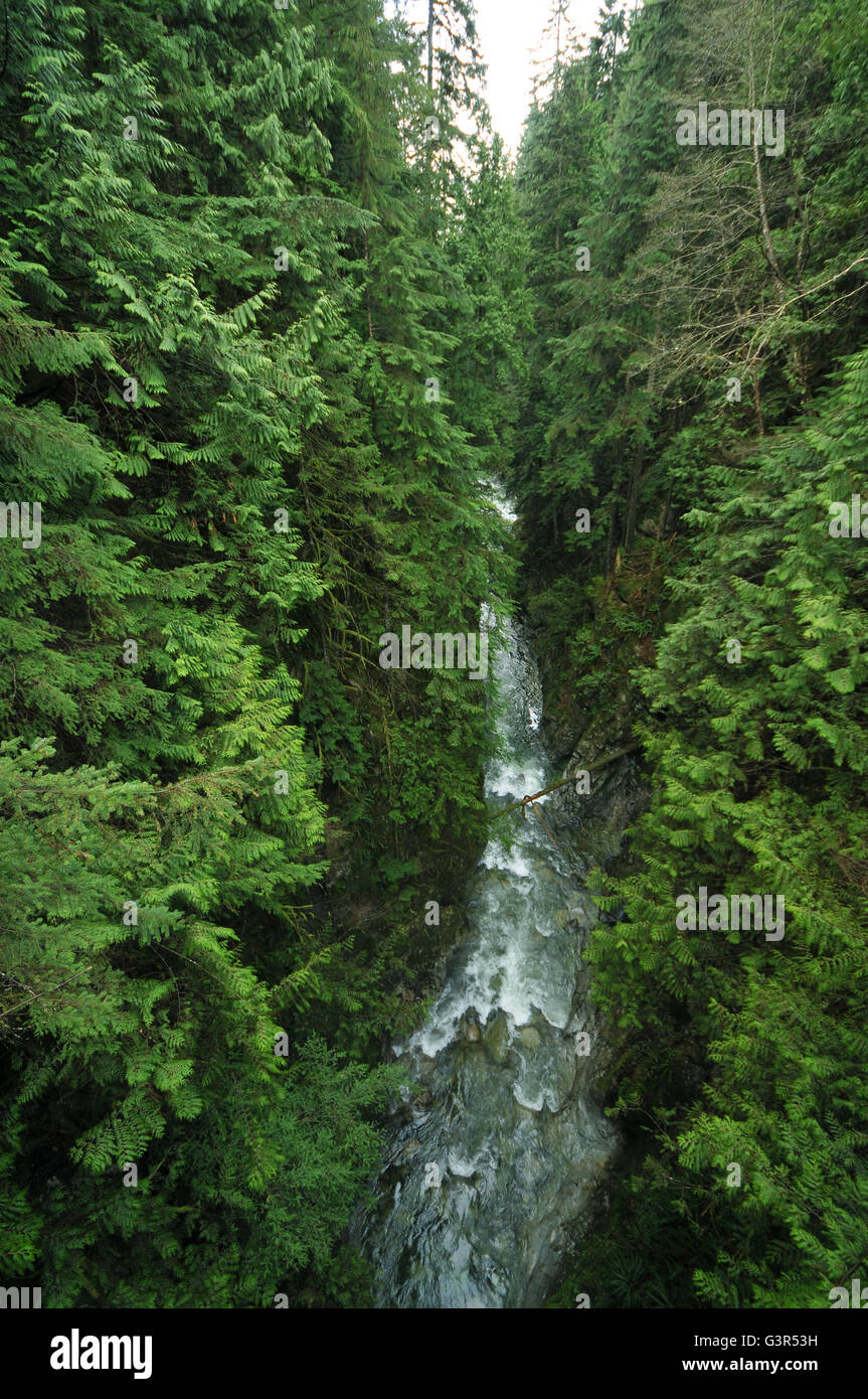 Wälder von Vancouver im zeitigen Frühjahr Stockfoto