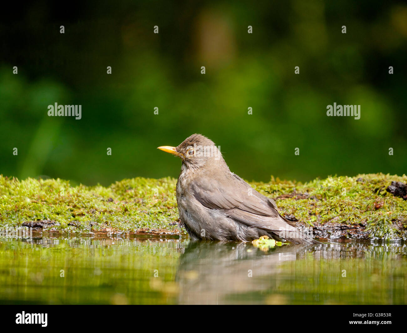 Amsel, Turdus Merula, alleinstehende Frau im Wasser, Ungarn, Mai 2016 Stockfoto