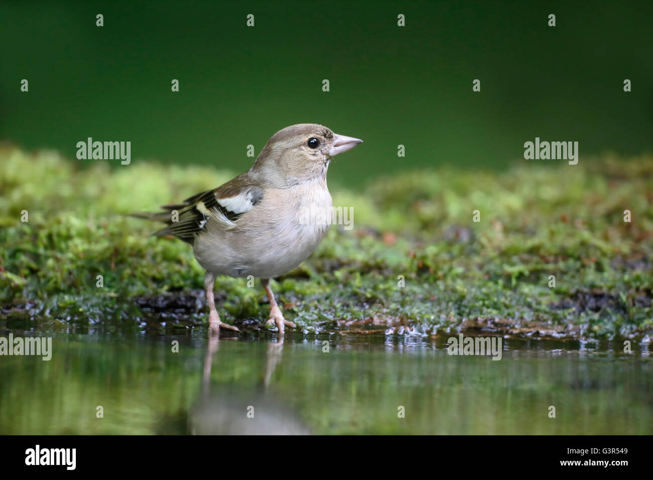Buchfink, Fringilla Coelebs, alleinstehende Frau durch Wasser, Ungarn, Mai 2016 Stockfoto