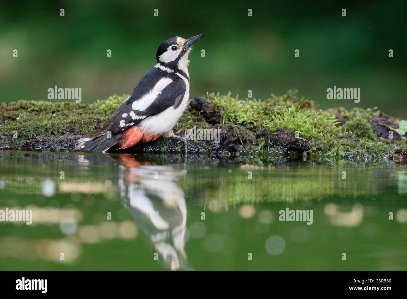 Great spotted Woodpecker, Dendrocopos große, einzelne Weibchen im Wasser, Ungarn, Mai 2016 Stockfoto