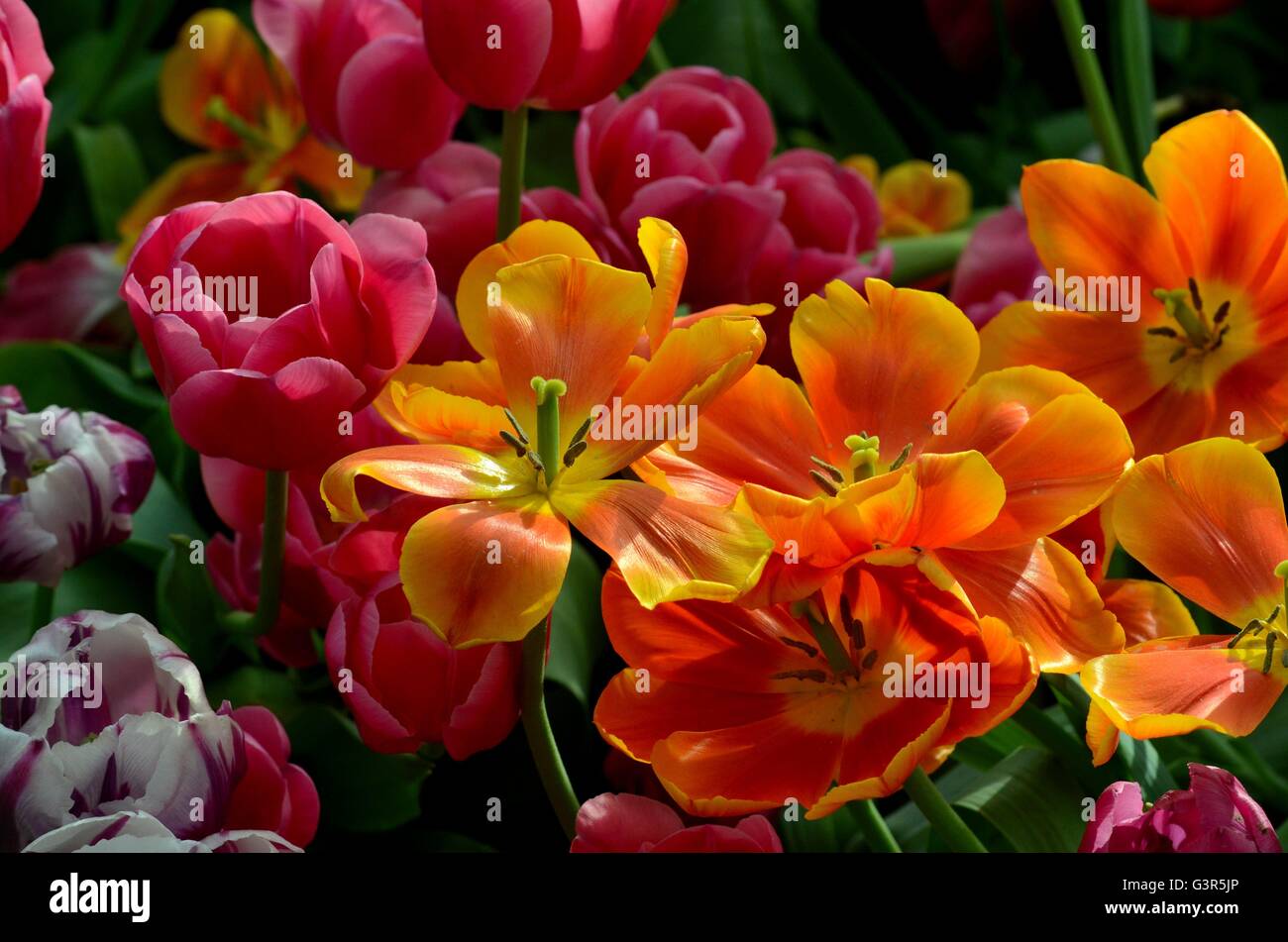 Orange und rote Tulpe Lilien in verschiedenen Stadien der Blüte Stockfoto