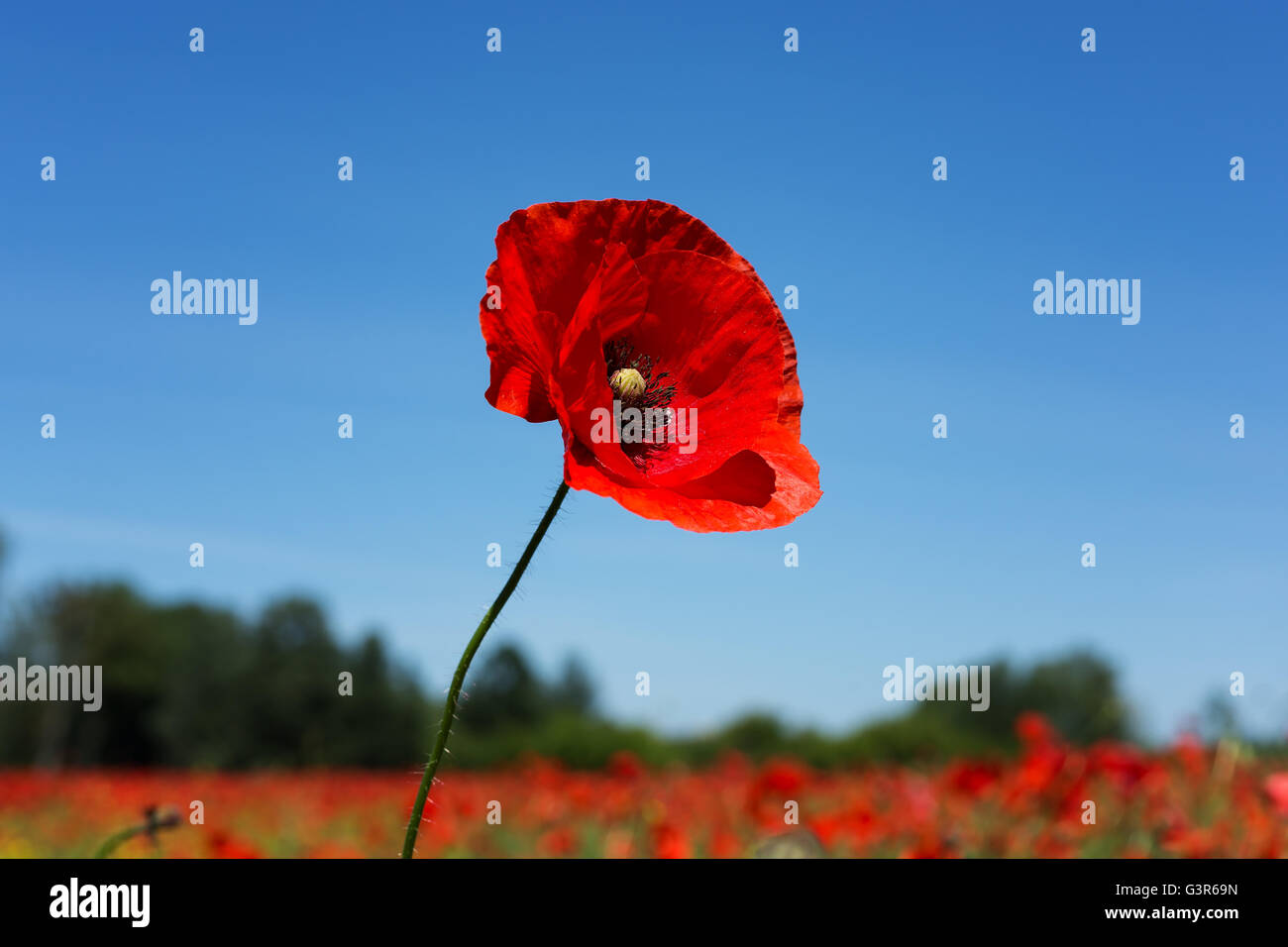Wiese mit Mohn Blumen, polnischen Landschaft Stockfoto