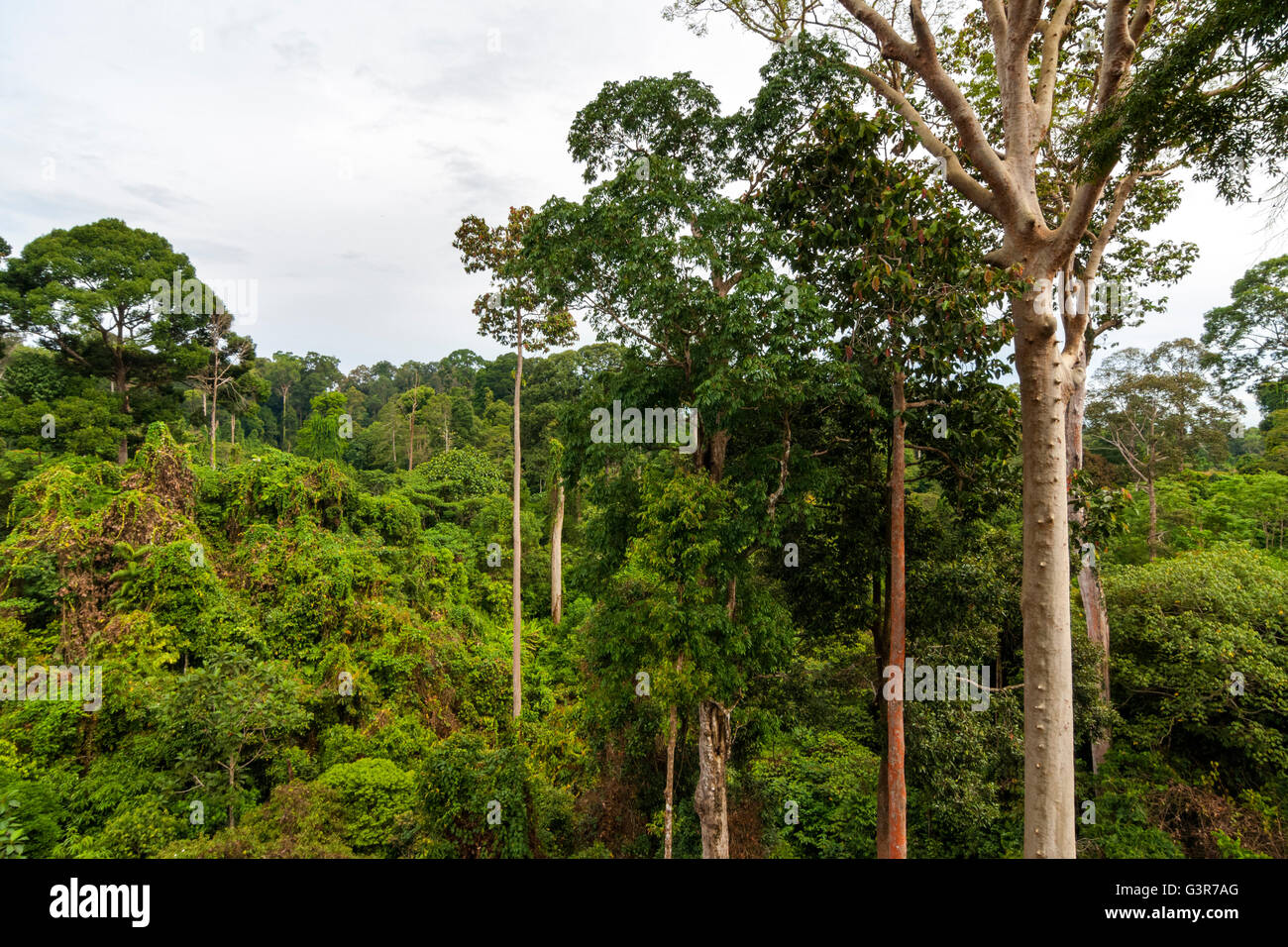 Blick auf den Regenwald, Danum Valley Conservation Area. Sabah, Borneo, Malaysia Stockfoto