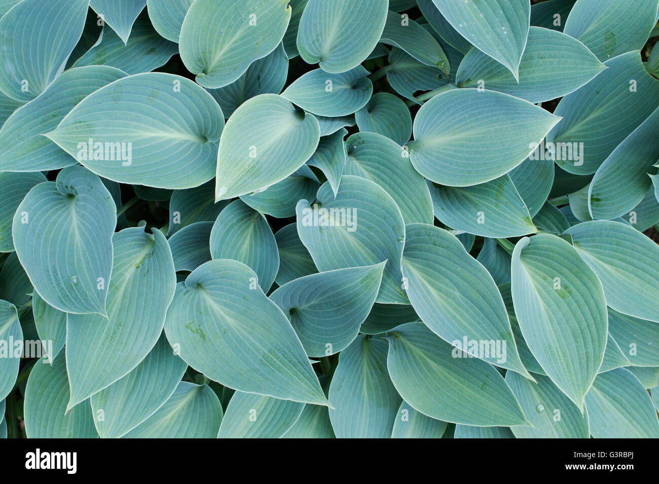 Hosta Halcyon Blätter Muster Stockfoto