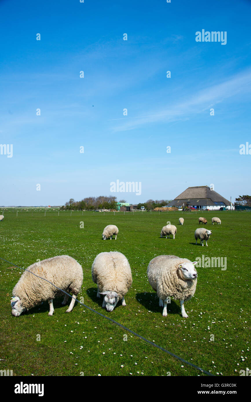 Schafbeweidung auf Ackerland bei Texel-holland Stockfoto