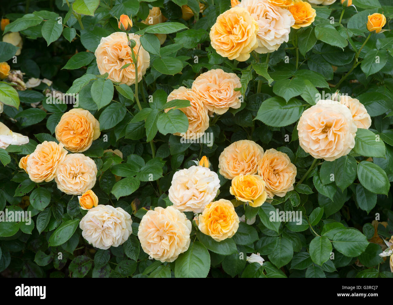Rosa Edelrosen "Absolutely Fabulous". Bush-Rose Stockfoto