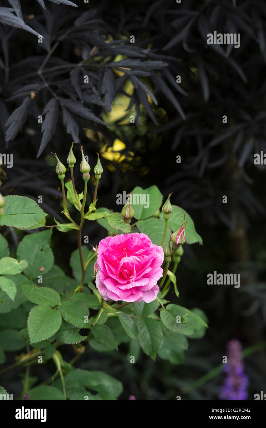 Rosa 'Englands Rose' / AUSrace. Englische Strauch-Rose. David Austin roses Stockfoto