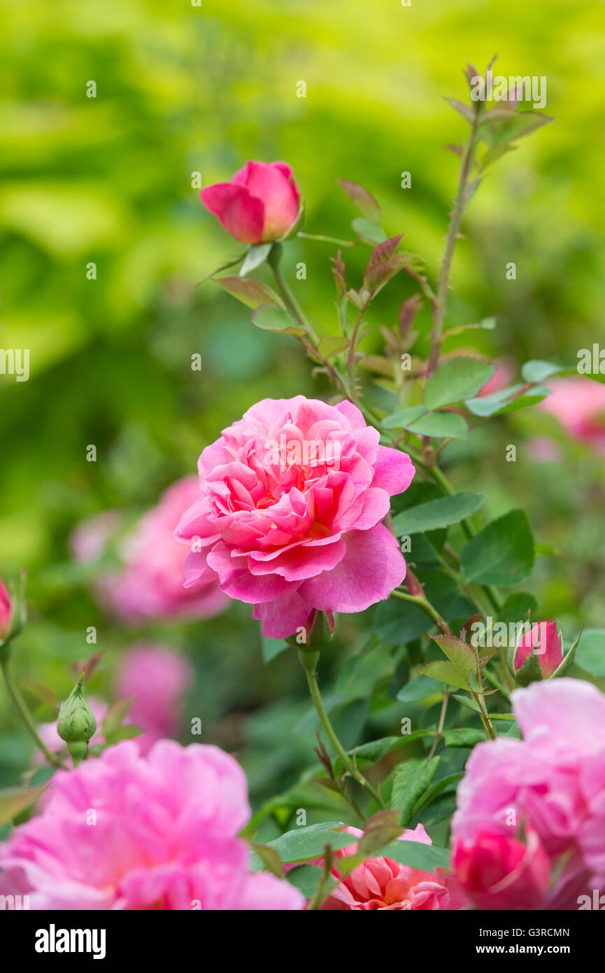 Rosa Hyde Hall / Ausbosky. Rosa Strauch Englische Rose. David Austin roses Stockfoto