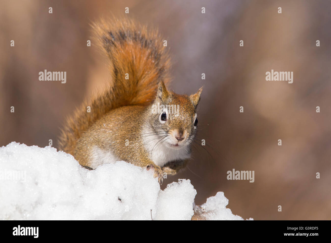 Lustige nordamerikanische rote Eichhörnchen im winter Stockfoto
