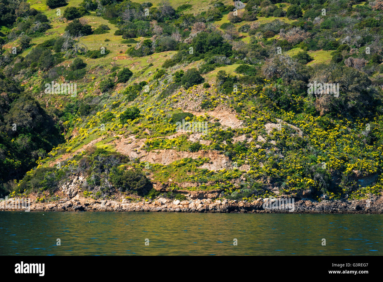 Giant Coreopsis auf der Insel Santa Cruz, Channel Islands Nationalpark, Kalifornien USA Stockfoto