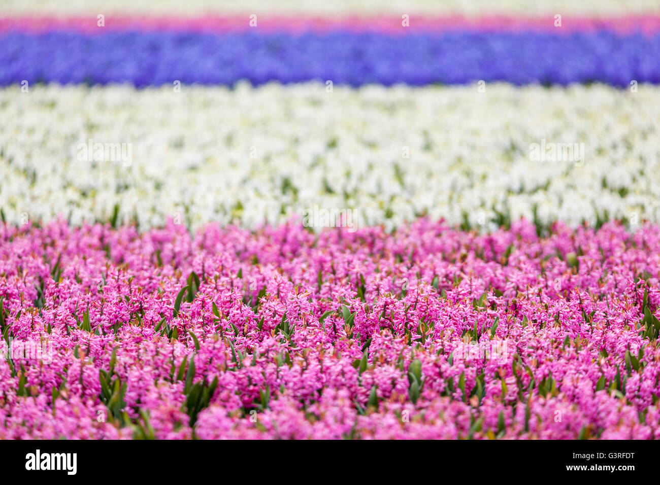 Hyazinthe. Schöne bunte rosa, blaue und weiße Hyazinthe Blumen im Frühlingsgarten, bunten Blumen Hintergrund, Blume Felder ich Stockfoto