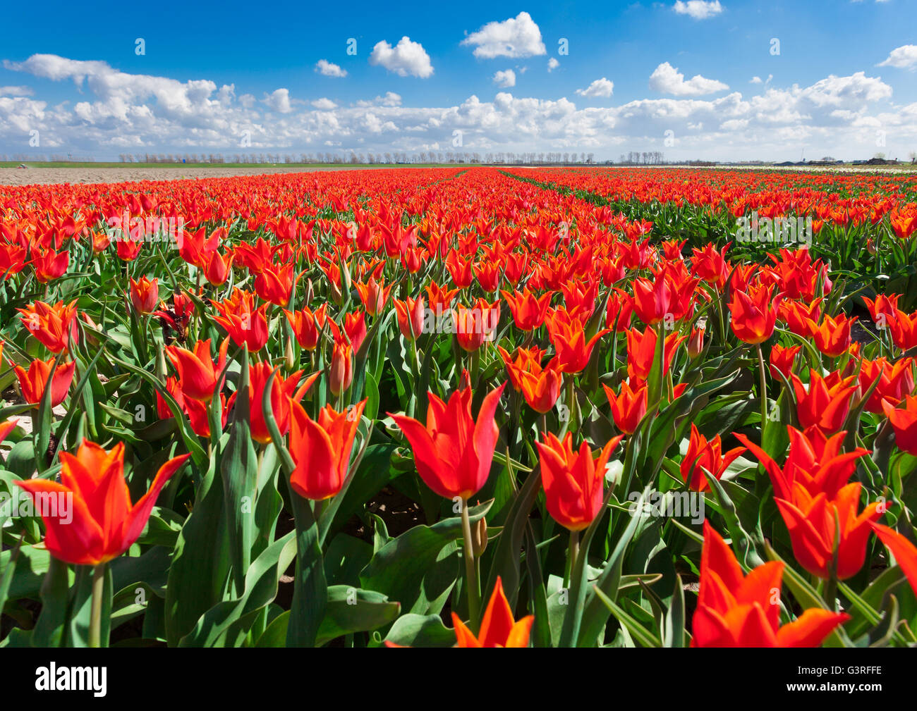 Tulpen. Schöne bunte rote Blumen am Morgen im Frühling, lebendige Blumenkarte, Blumenfelder in Niederlande Stockfoto