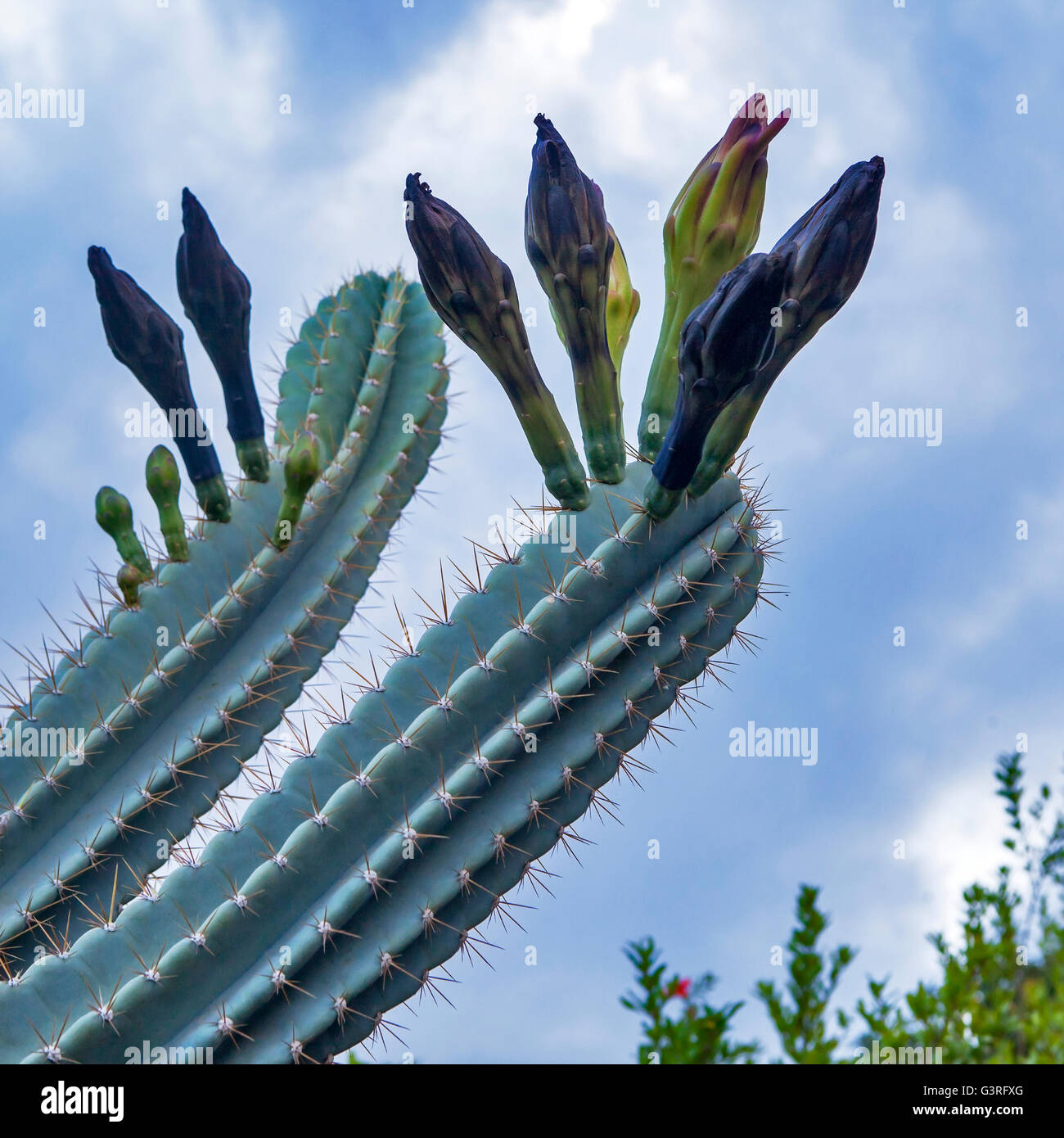 Kaktus - peruanischer Apfel - Cereus Peruvianus wächst natürlich im freien Stockfoto