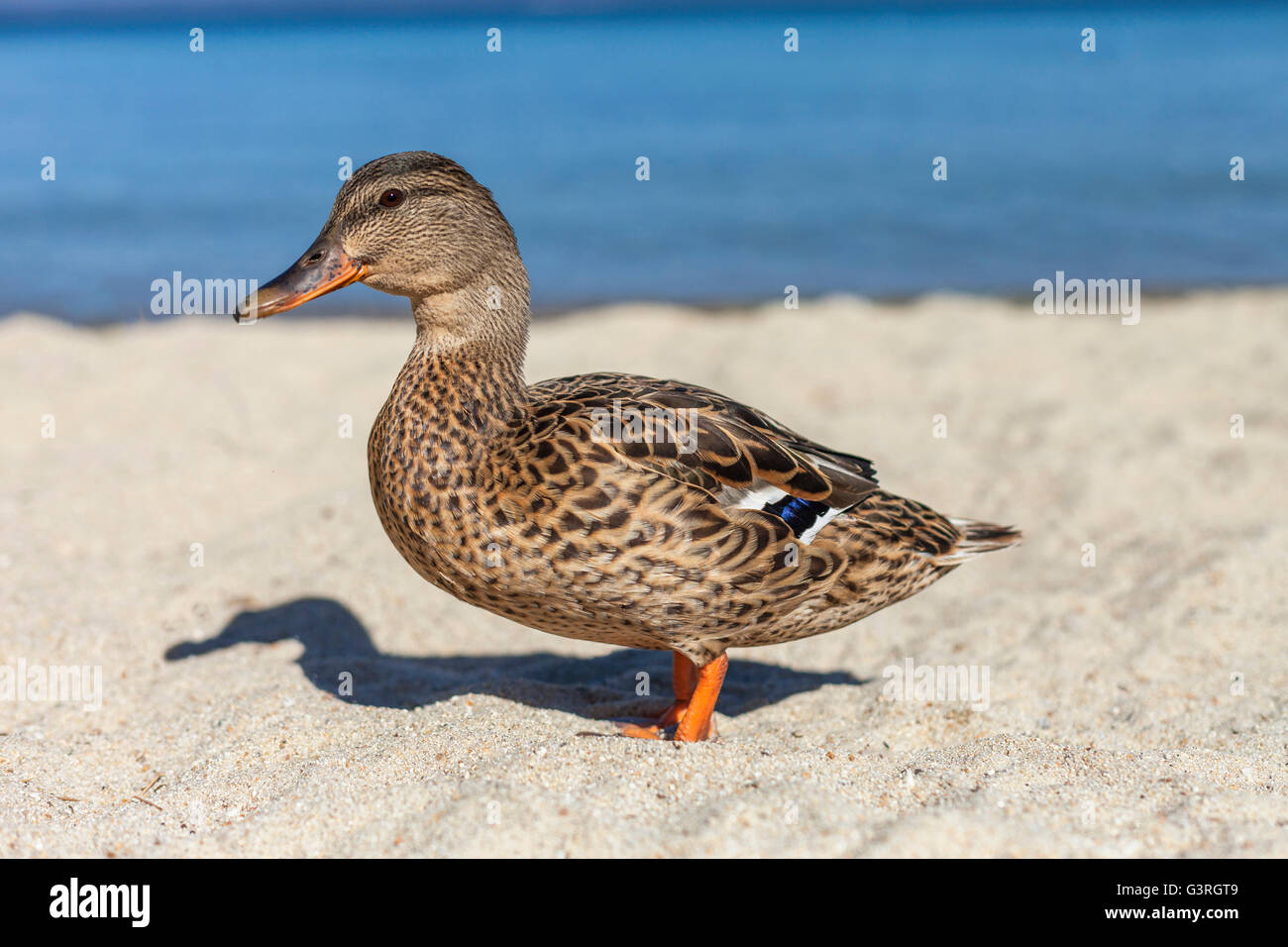 Duck Lake Tahoe Küstenlinie entlang. Stockfoto