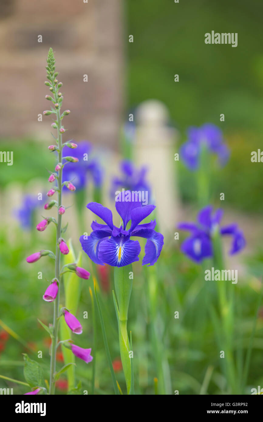 Blaue Iris und Fingerhut Blumen in einem walisischen Bauerngarten. Stockfoto