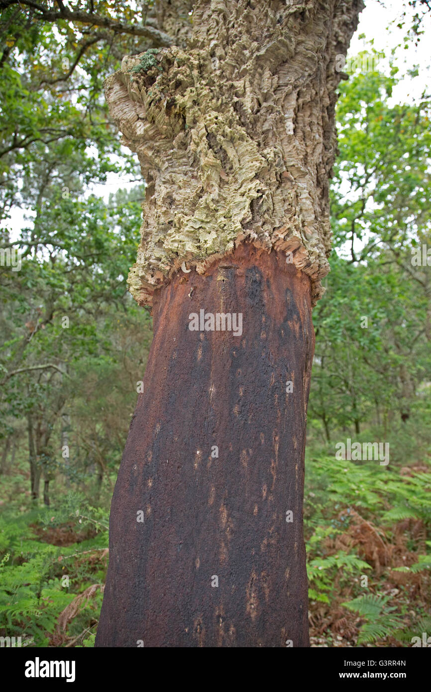 Kork-Eiche Quercus Suber mit unteren Abschnitt Rinde entfernt Südfrankreich Stockfoto