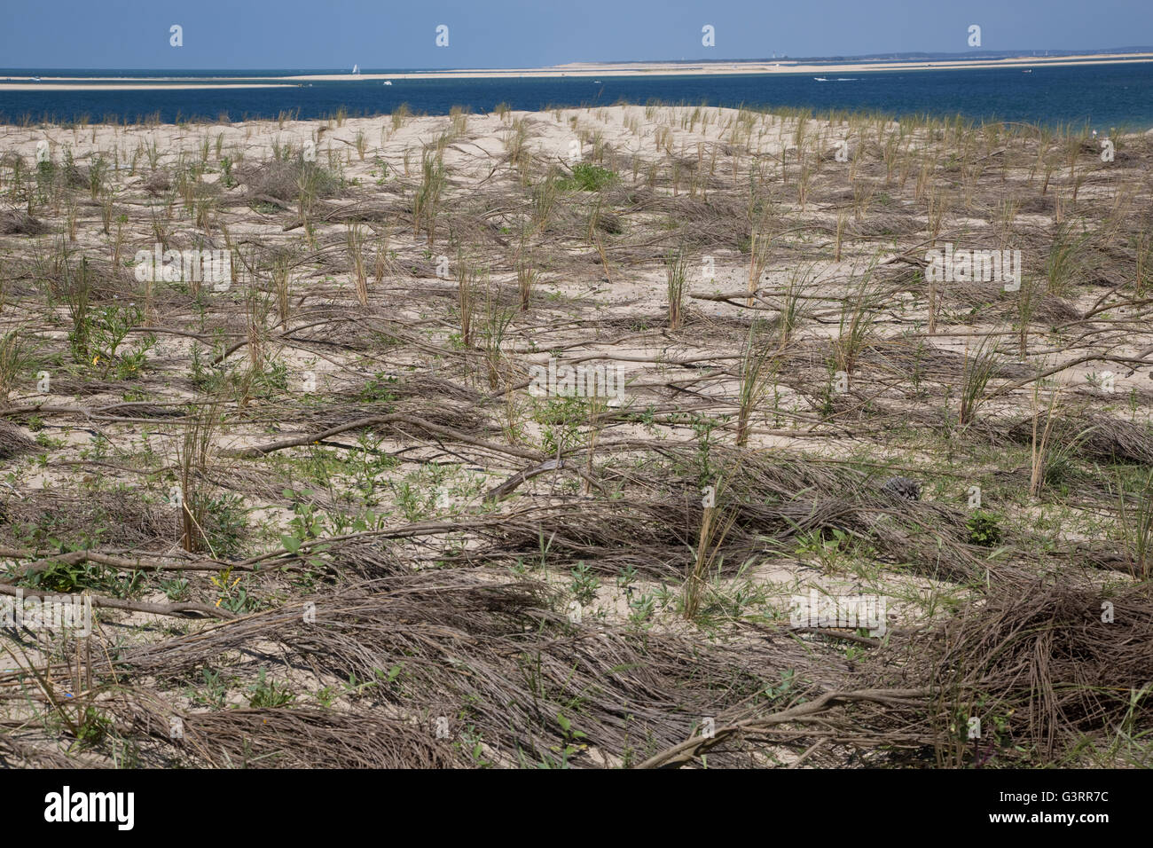 Ammophila sp marram Gras gepflanzt, um Sanddünen Dune de Pilat Südfrankreich stabilisieren Stockfoto