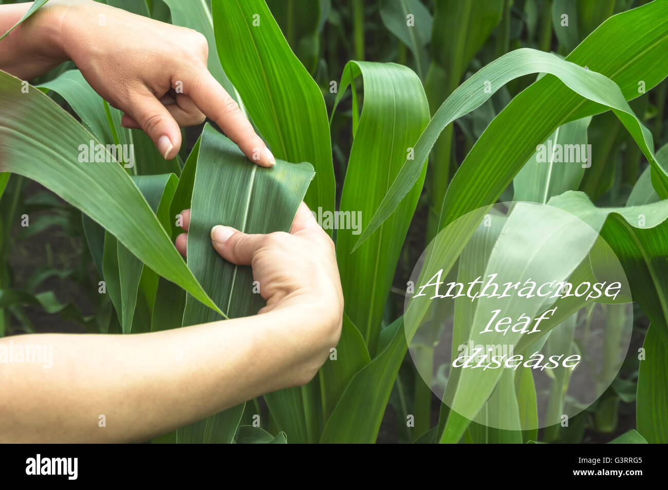 Untersuchen Mais Blatt auf Feld. Anthraknose Blatt Krankheit. Stockfoto