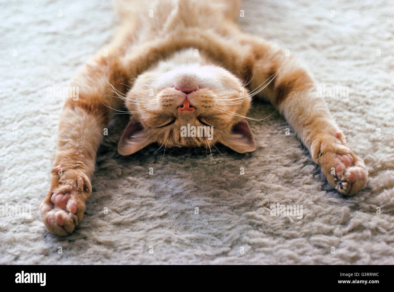 Eine Hauskatze mit ausgestreckten Pfoten NAP friedlich auf dem Rücken auf einem weichen Teppich. Er ist erschöpft, entspannt und schlafenden als diese Nahaufnahme von seinem Gesicht zeigt. Stockfoto