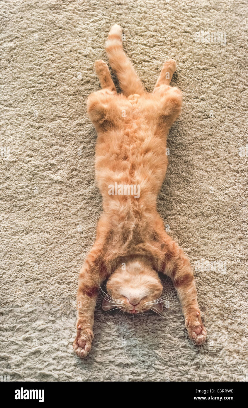 Eine männliche Hauskatze mit ausgestreckten Pfoten NAP friedlich auf dem Rücken auf einem weichen Teppich. Er ist erschöpft, entspannter und schlafen wie dieses vertikale Overhead-Foto zeigt. Stockfoto