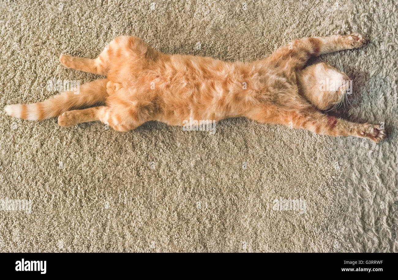 Eine männliche Hauskatze mit ausgestreckten Pfoten NAP friedlich auf dem Rücken auf einem weichen Teppich. Er ist erschöpft, entspannt und schlafenden als dieser Aufwand, die horizontale Foto enthüllt. Stockfoto