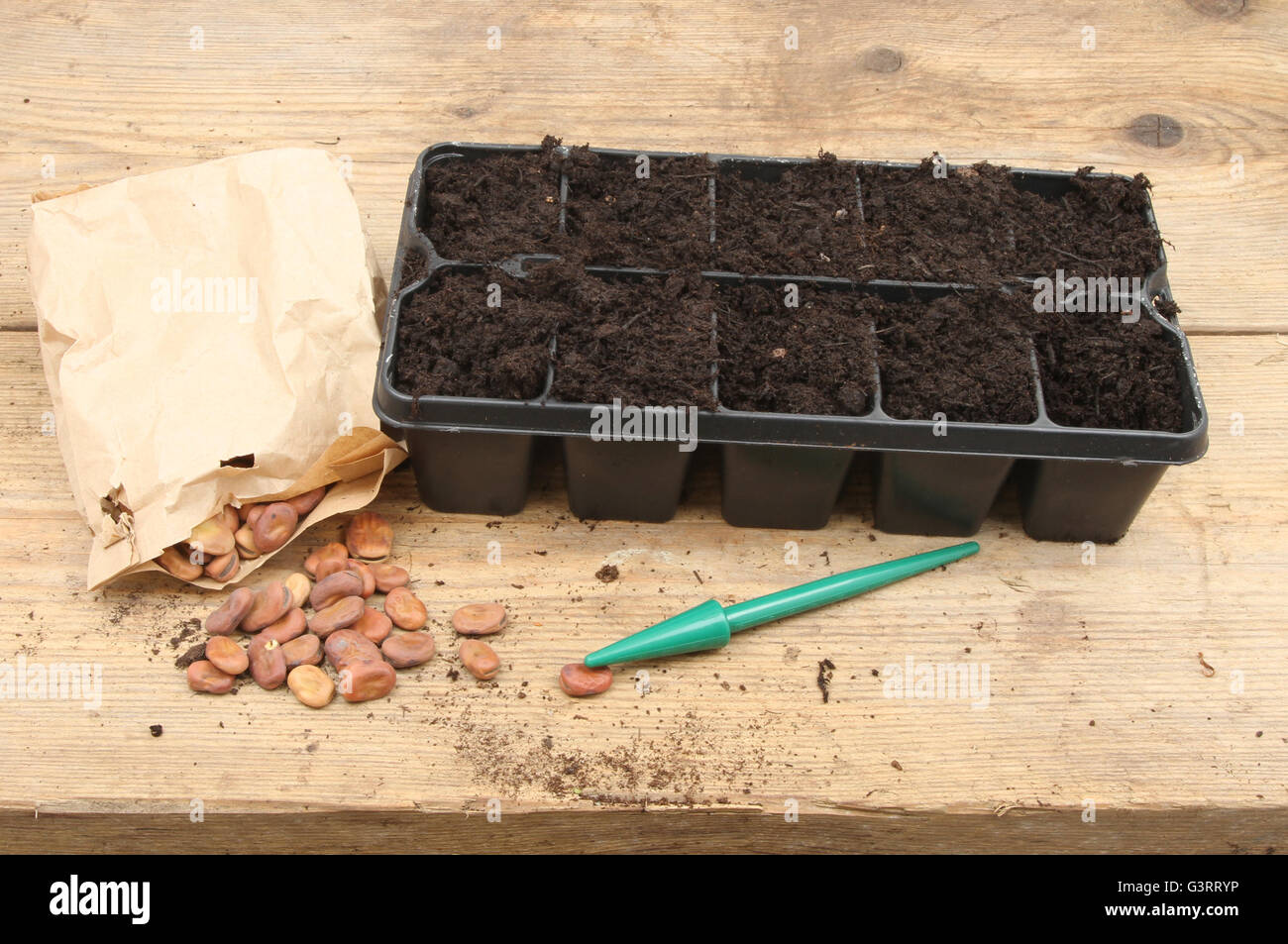 Saubohne Samen und eine modulare Anzuchtkasten auf einer Holzbank Blumenerde Stockfoto