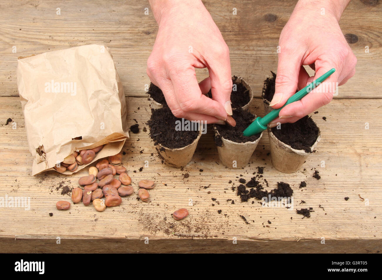 Hände, die Saubohne Saat in Biodegrabable Töpfe auf einem Pottingbank Stockfoto