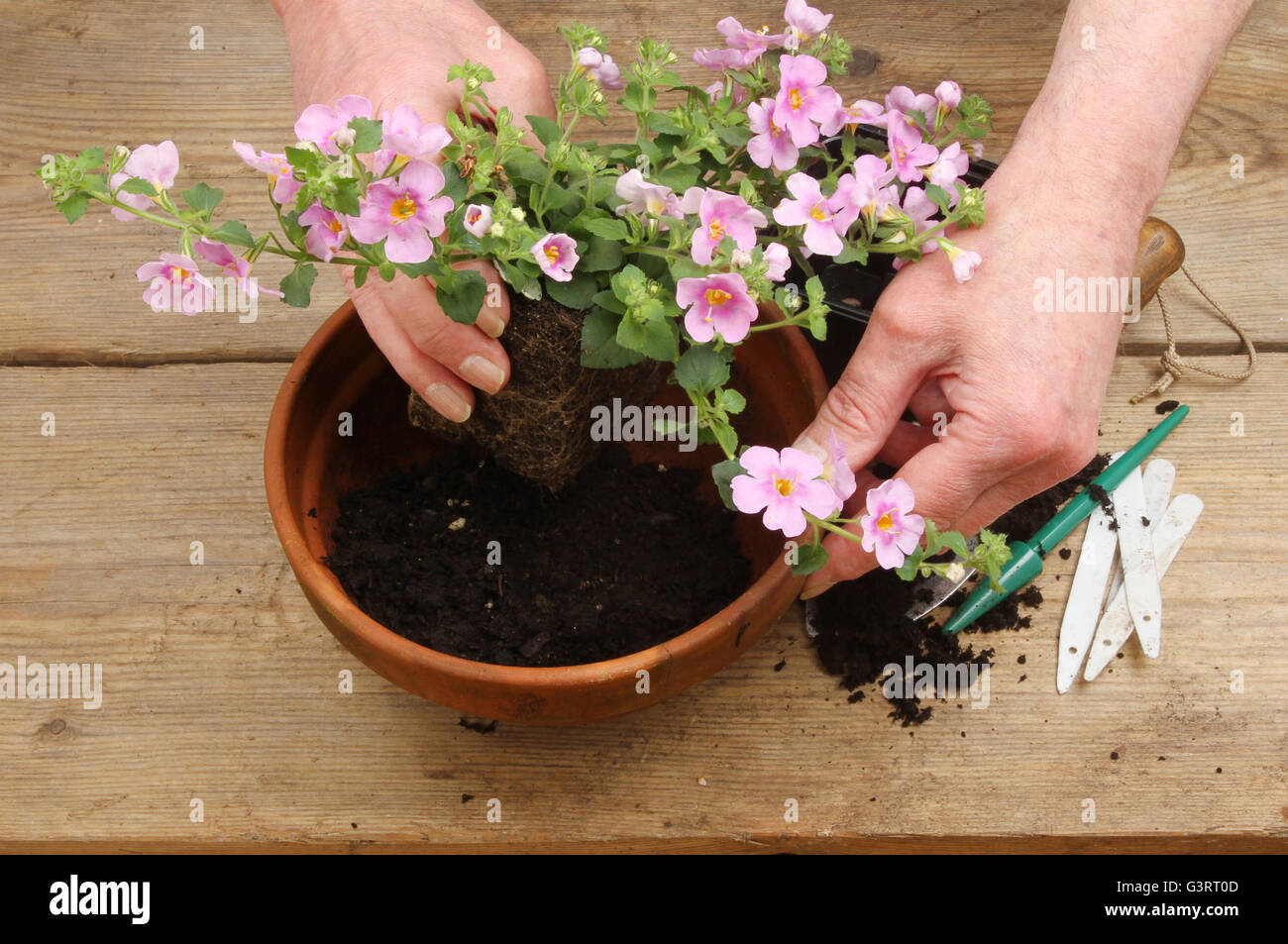 Nahaufnahme von ein paar Hände, die sich eine blühende Bacopa Pflanze auf einer Holzbank Blumenerde Blumenerde Stockfoto