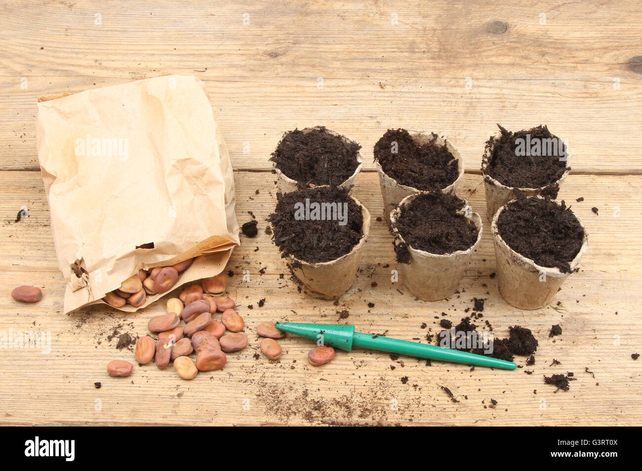 Saubohne Samen und biologisch abbaubare Pflanzentöpfe auf eine Pottingbank Stockfoto
