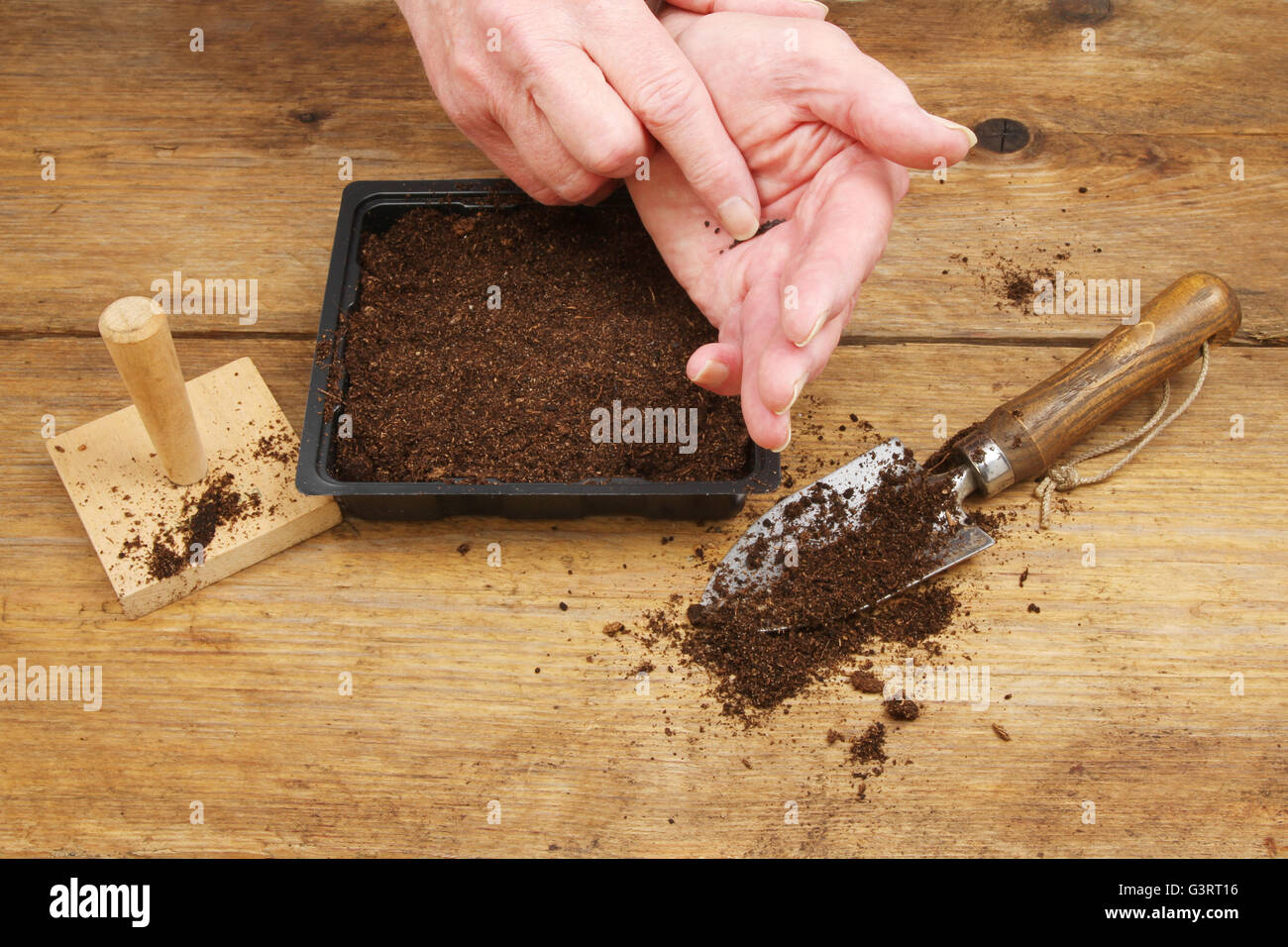 Nahaufnahme der Hand säen in Kompost in einem Anzuchtkasten auf eine Pottingbank Stockfoto