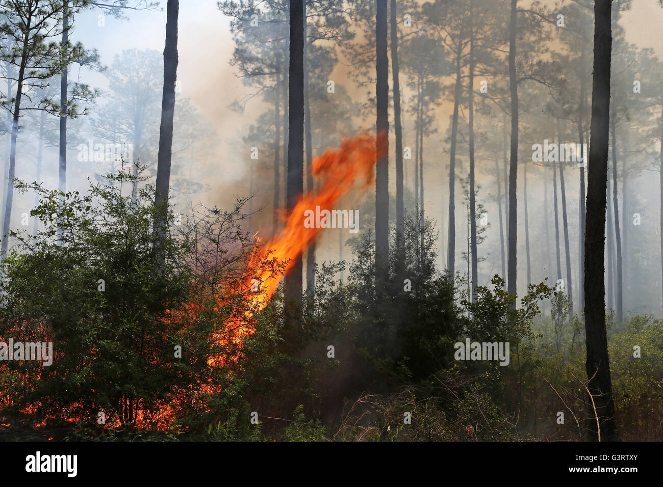 Vorgeschriebenen brennen, Longleaf Pine Wald (Pinus Palustris) Südosten der USA Stockfoto