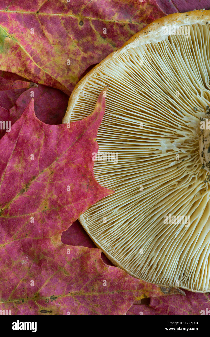 Kiemen an der Unterseite der Roger Pilz (Russula Foetens) & rotes Ahornblatt (Acere Rubrum), Herbst, E USA Stockfoto