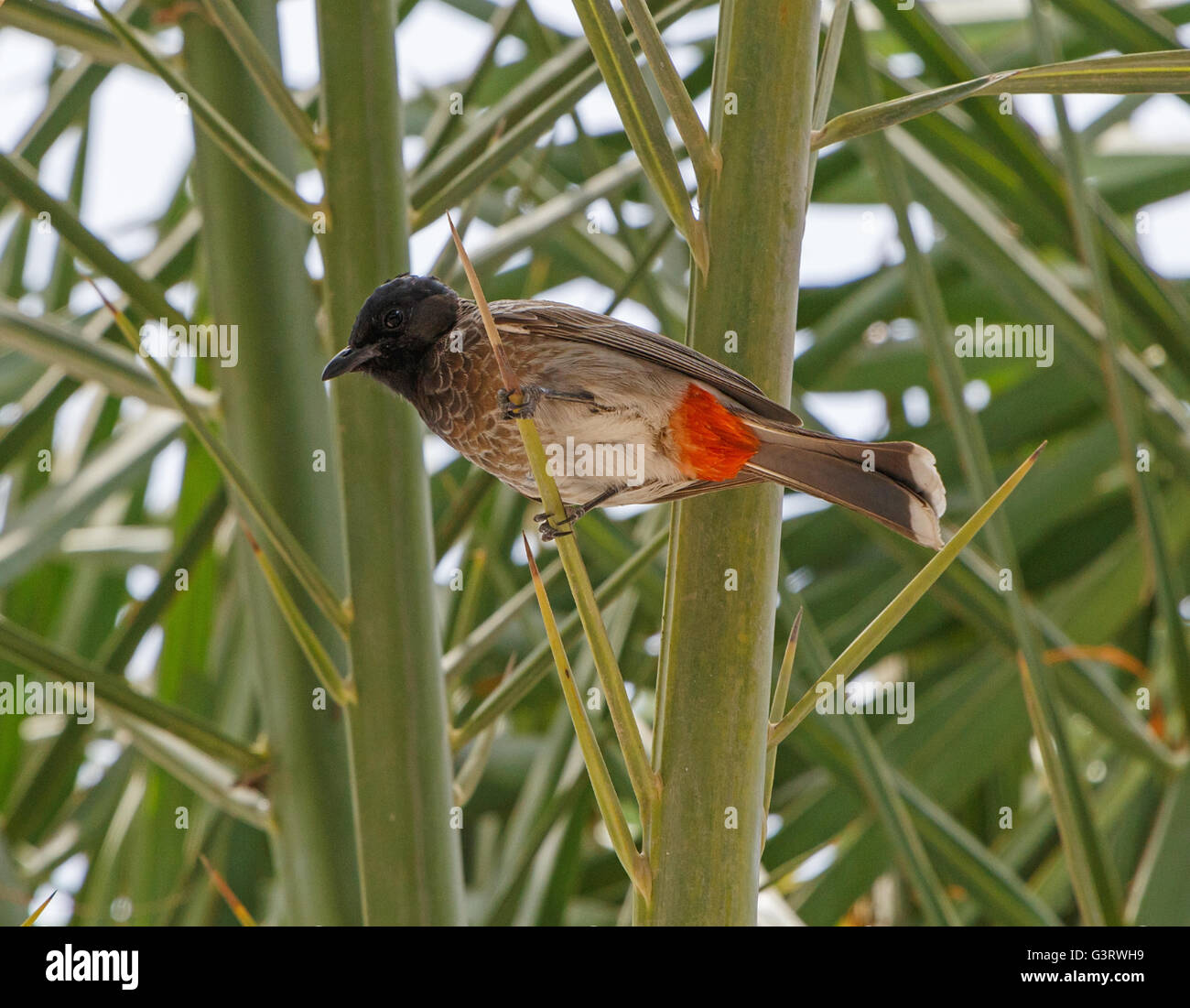 Rot-entlüftet Bulbul auf Palme in Dubai Stockfoto