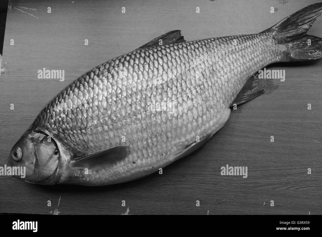 großer fetter Fisch Art von Wildkarpfen fangen vom Fluss Lay vorbereiten für Koch Stockfoto