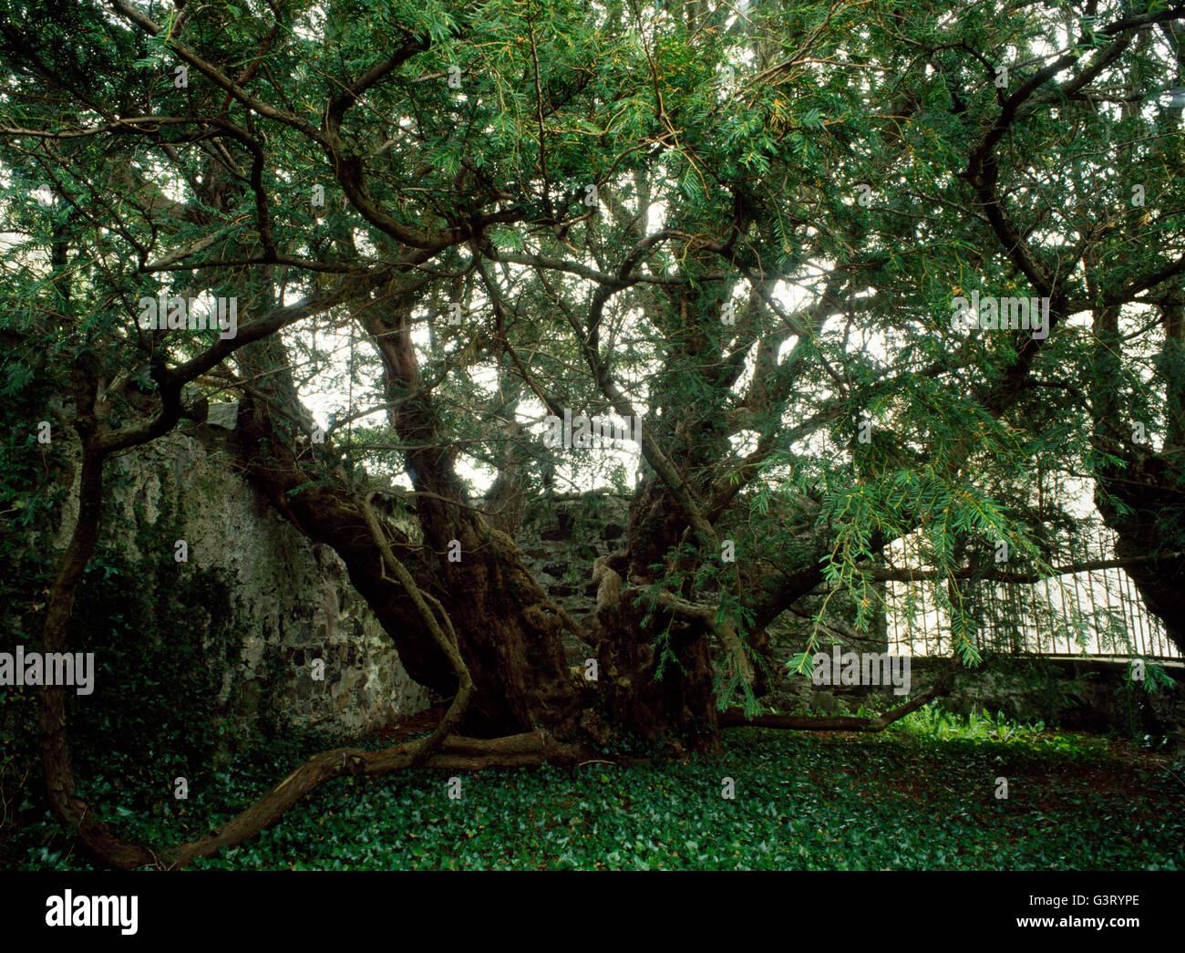 Einer der beiden verbleibenden Teile des Fortingall Yew, Fortingall Kirchhof, Perthshire, Schottland, Vereinigtes Königreich; wahrscheinlich um 3.000-5.000 Jahre alt. Stockfoto