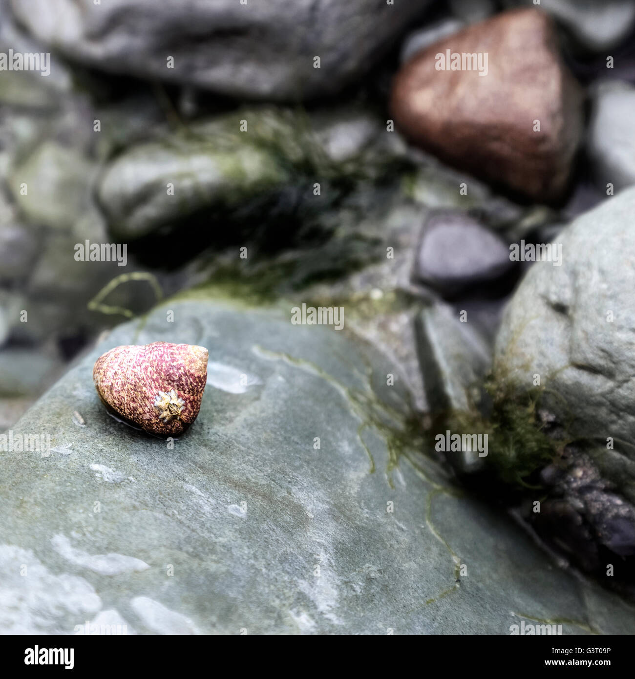 Marine Gastropode auf einem nassen Stein bei Ebbe in Kerry, Irland Stockfoto