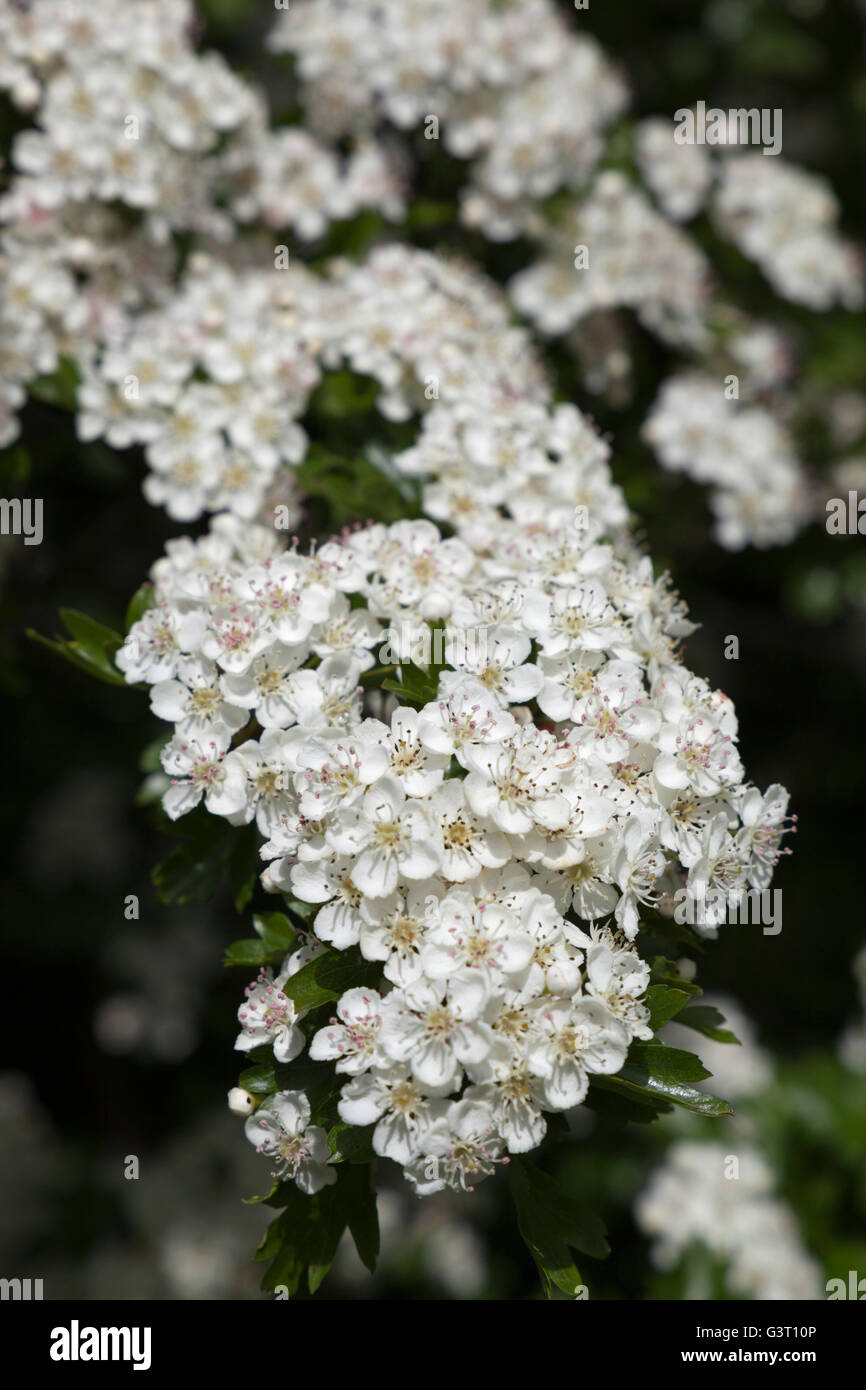 Weißdorn Blumen, Gloucestershire, England, Vereinigtes Königreich, Europa Stockfoto