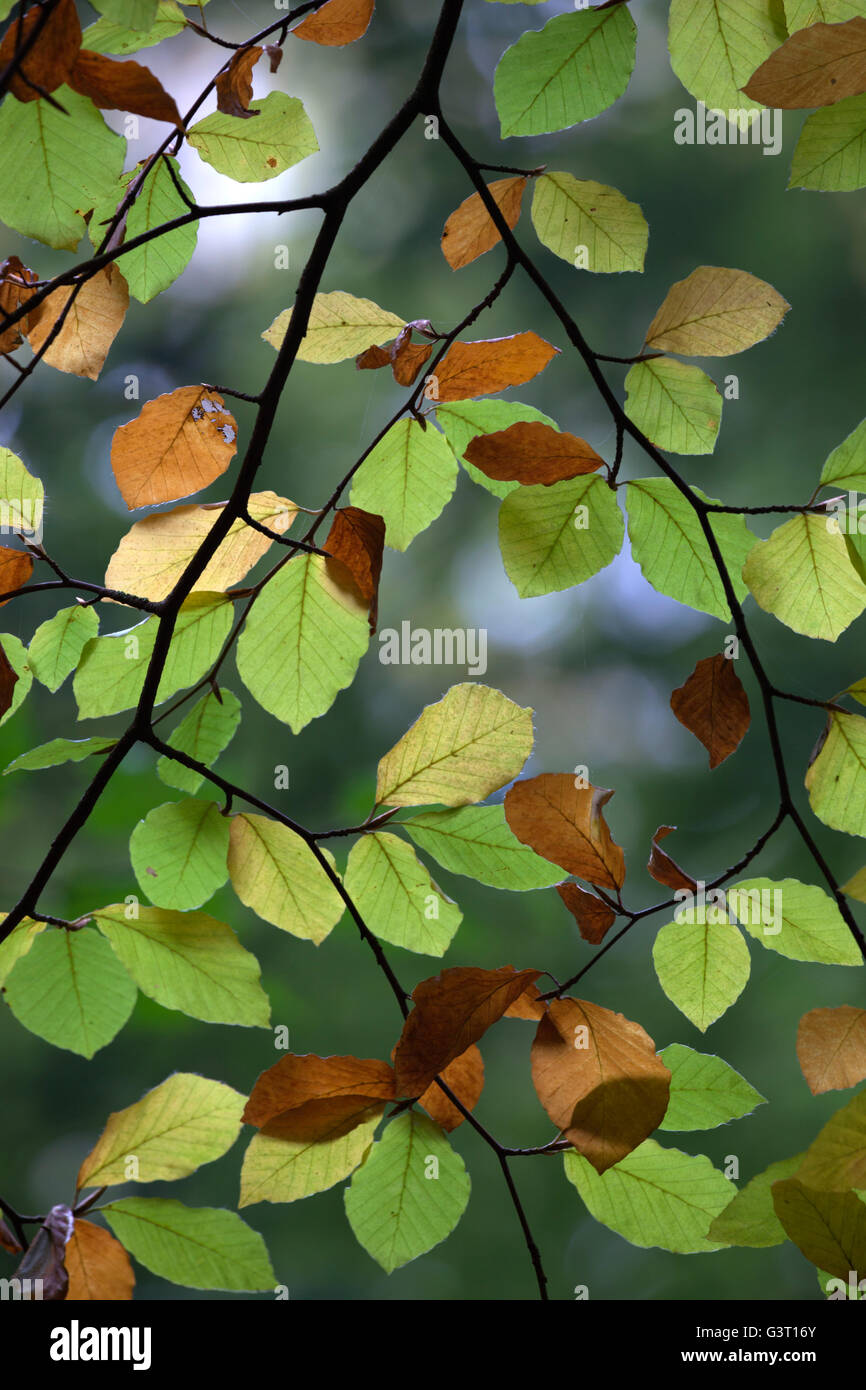 Herbstliche Buche Hintergrundbeleuchtung verlässt, in der Nähe von Winchcombe, Gloucestershire, England, Vereinigtes Königreich, Europa Stockfoto