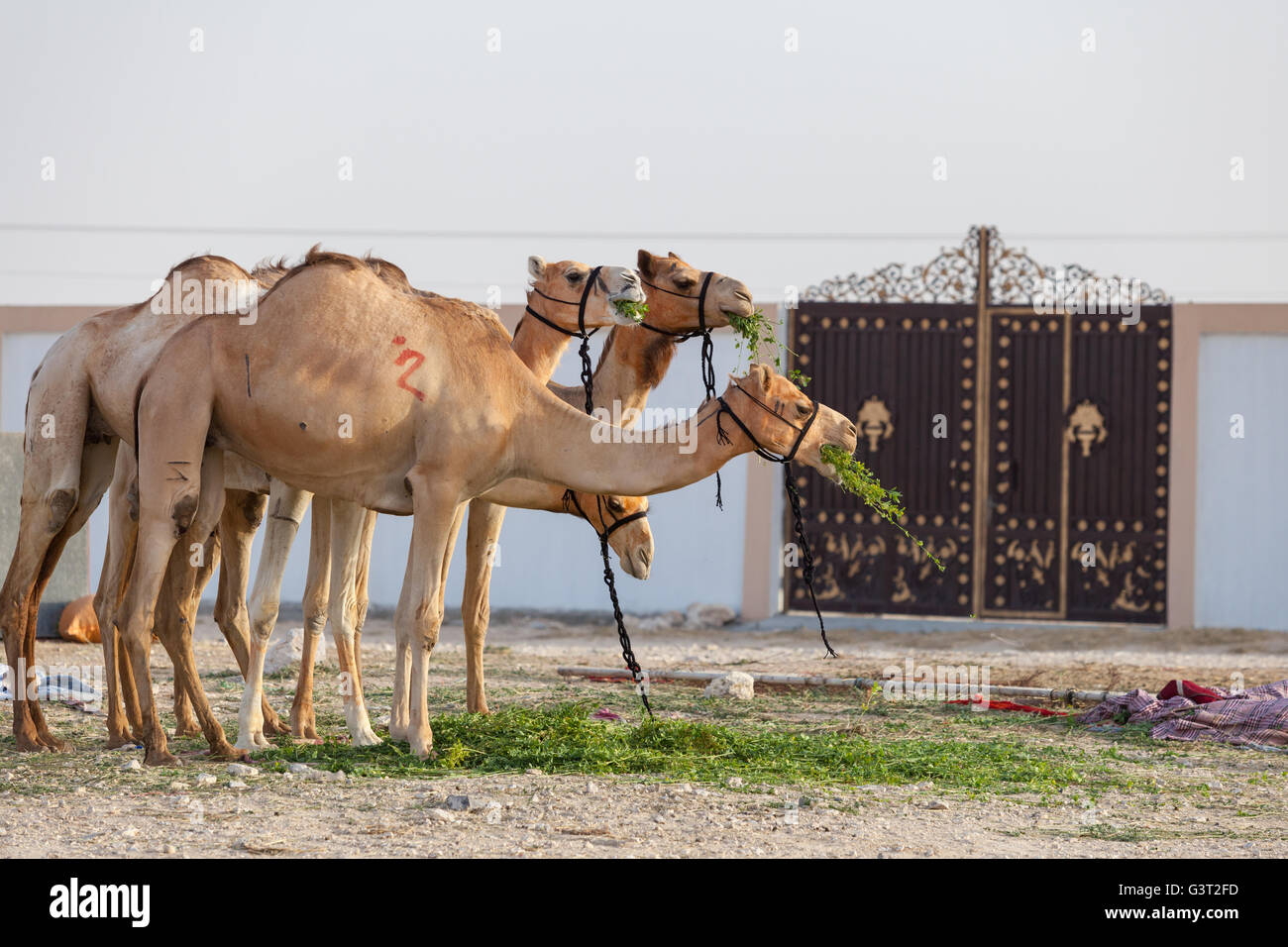 Kamele für den Verkauf an der Kamel-Rennstrecke, Al-Shahaniyya, Qatar. Stockfoto